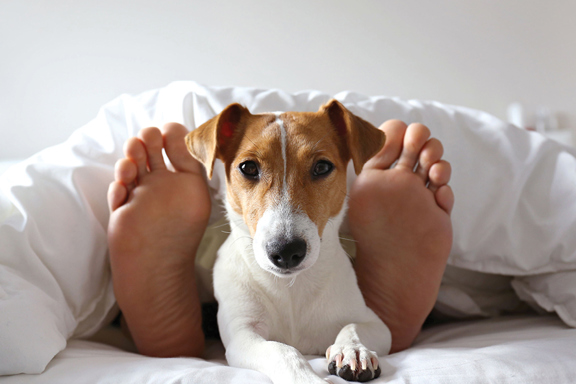 Pet-Friendly Rooms