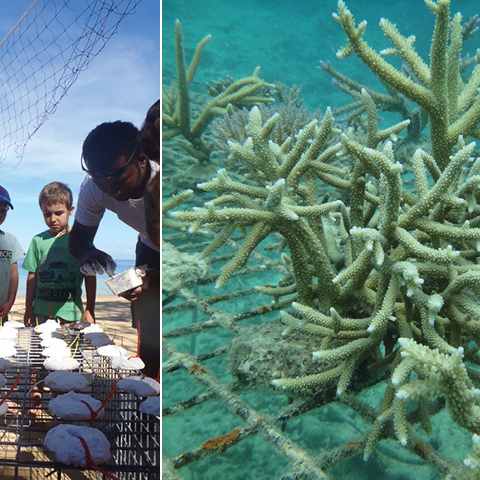 beach kids reef ocean coral planting