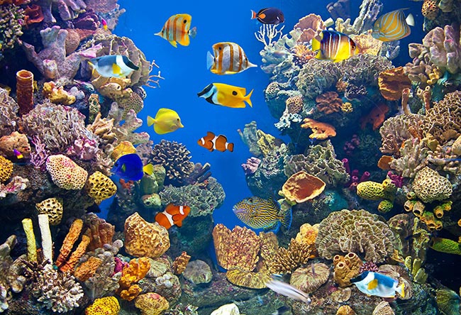 Discover Waikiki Aquarium: Tropical Fish, Mammals & Reptiles