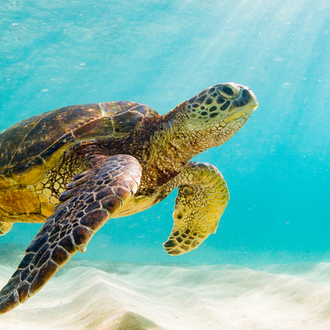 7 Best Turtle-Watching Beaches in Hawaii | Outrigger