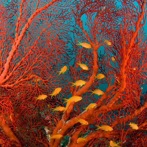 OZONE - Coral Reef Restoration - Outrigger Resorts