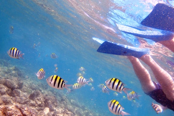 SNORKELING IN OAHU