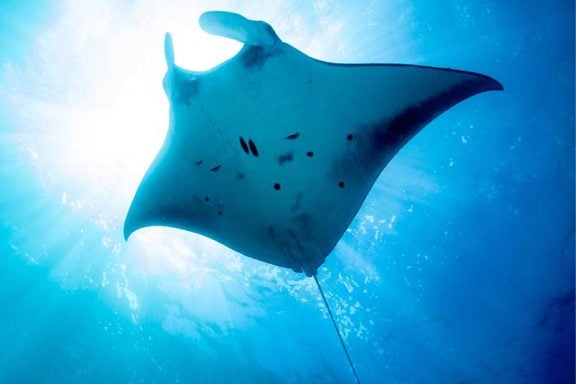 Manta-Ray