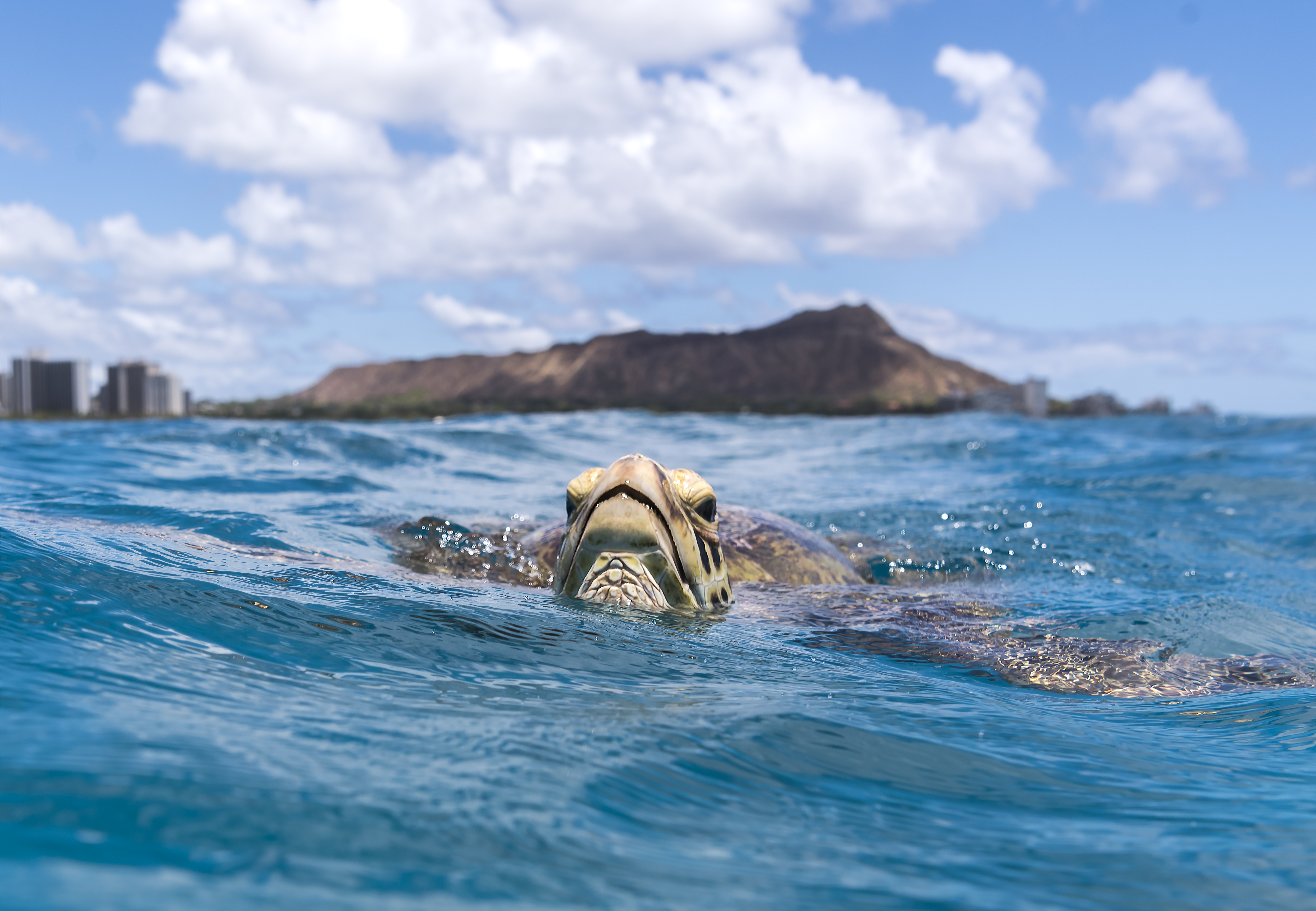 Green sea turtle in front of Diamond Head