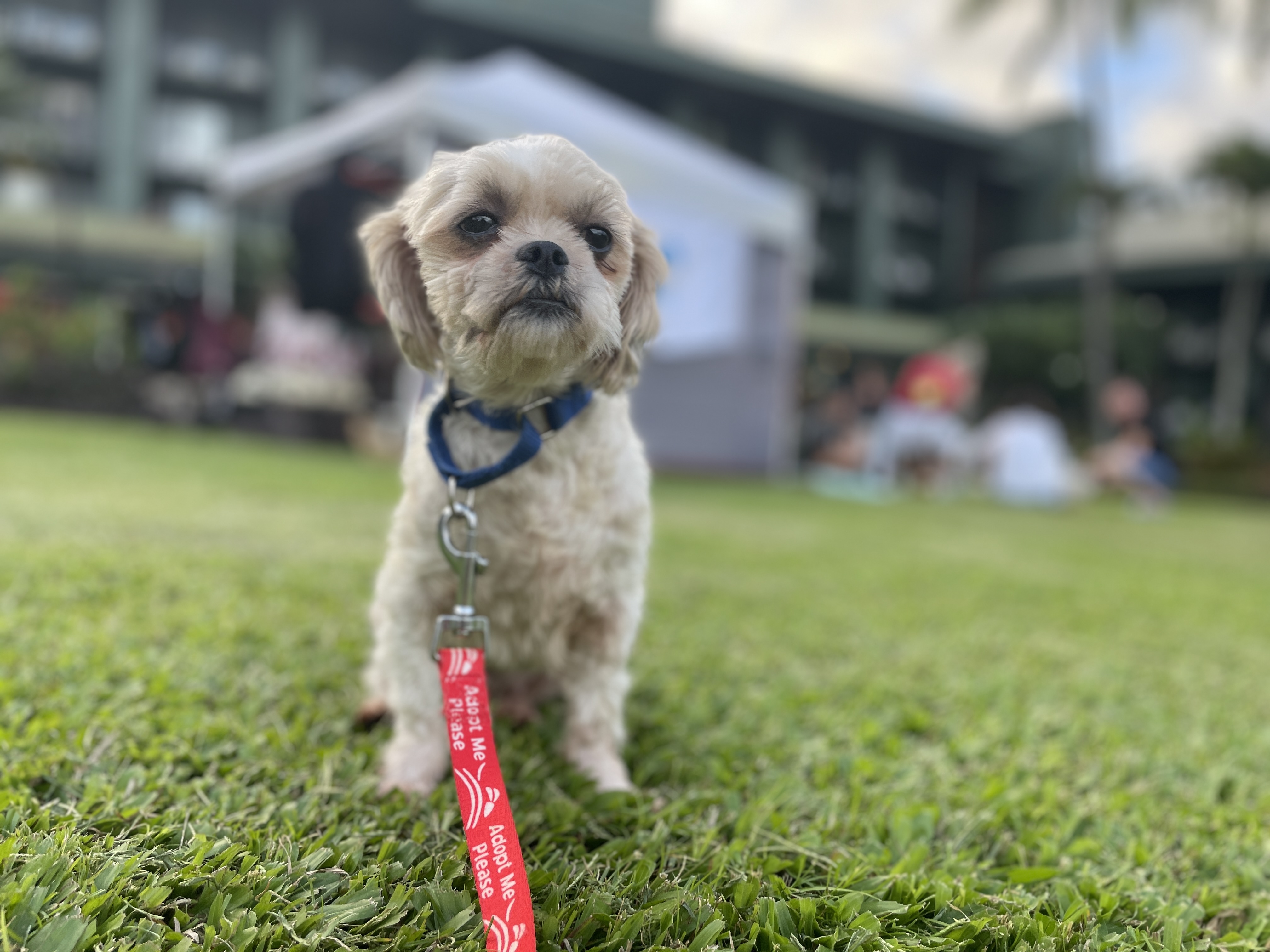 Dog for adoption at OUTRIGGER Kauaʻi Beach Resort & Spa