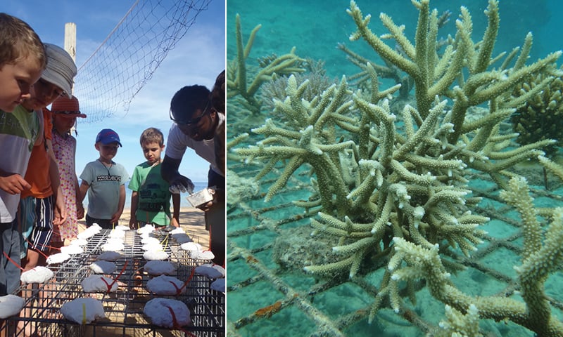 What is Coral Planting? - Outrigger Hotels & Resorts