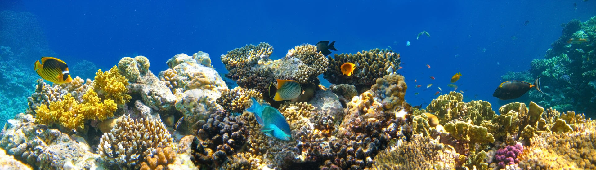 Coral reef | Outrigger Thailand