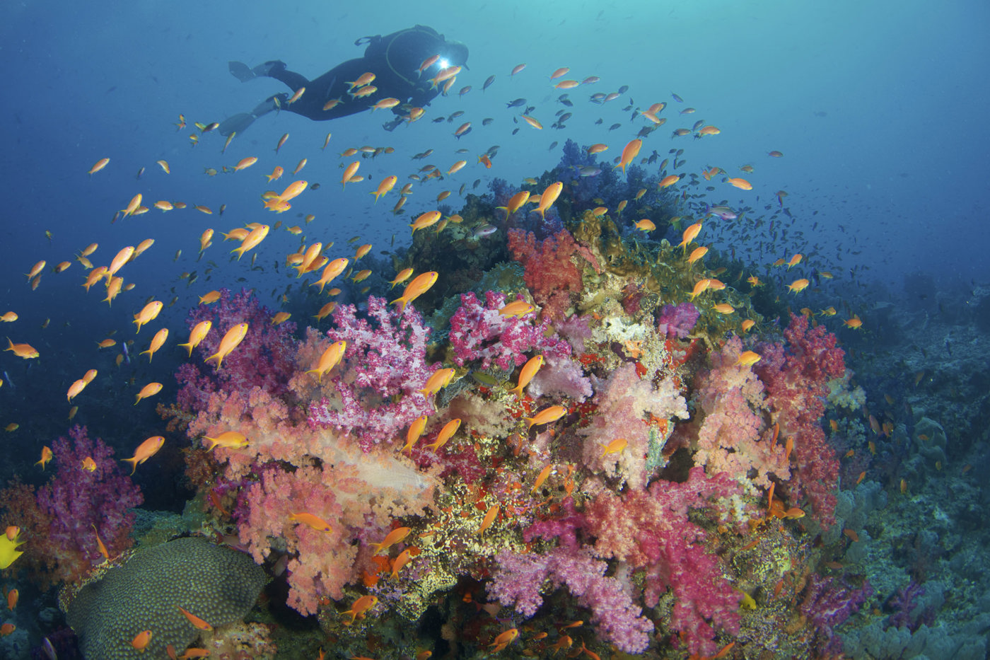 Scuba diving in Castaway Island, Fiji