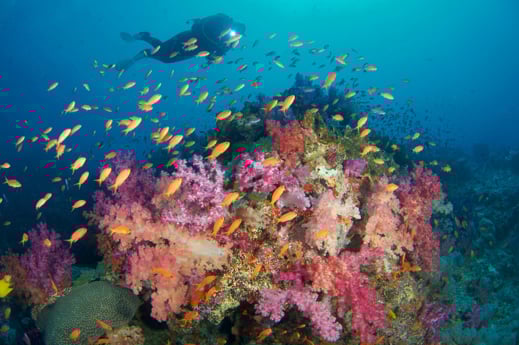 Scuba diving in Castaway Island, Fiji