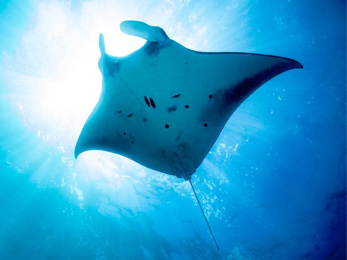 manta ray